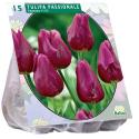 Baltus Tulipa Passionale tulpen bloembollen per 15 stuks